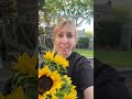 Imagine planting 1,500 beautiful sunflower seeds ❤️😍