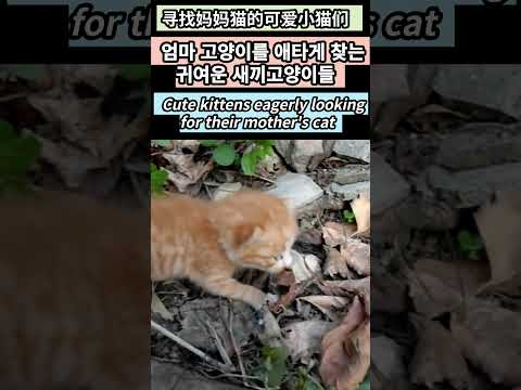 엄마 고양이를  애타게 찾는 귀여운 새끼고양이들...Cute <strong>kittens</strong> eagerly  looking for their mother&amp;#39;s cat...寻找妈妈猫的可爱小猫们