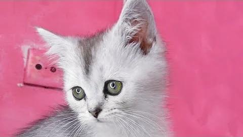 Watch the video about Cute ragdoll kitten play moment