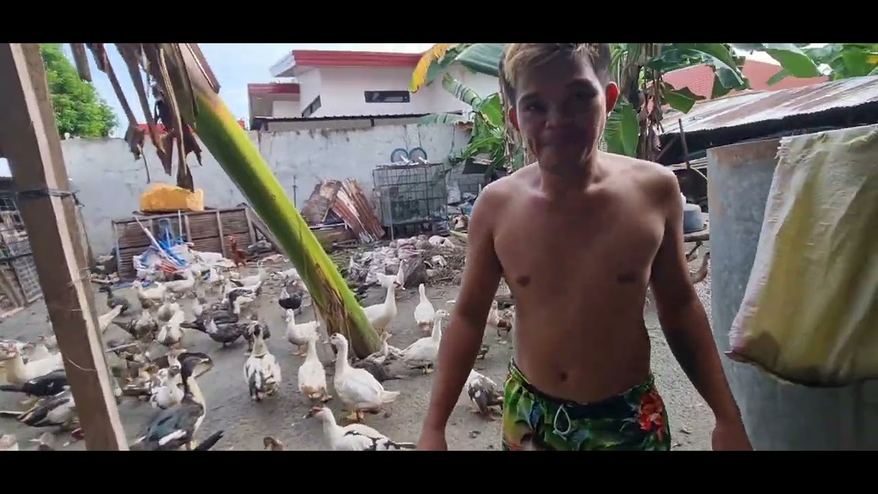 # KWENTONG PAG AALAGA NG PATO