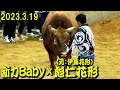 新力Babyｘ彪仁花形 (元：伊集花形) 2023.3.19　【沖縄闘牛】