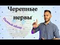 ЧЕРЕПНЫЕ НЕРВЫ