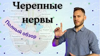 ЧЕРЕПНЫЕ НЕРВЫ