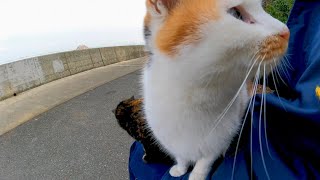 海辺の道に野良猫がいたので隣に座ってナデナデしたら膝の上に乗ってきた