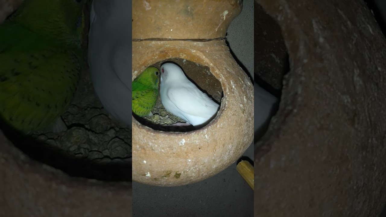 Cute Red eye baby😍😍😍 #billikartimeowmeow #meowmeowsong #babyanimals #birds #parrot #babybirds