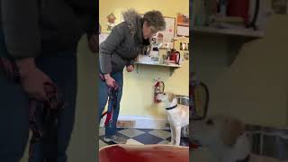 How to stop puppy nipping when leashing up for a walk by DrSallyJFoote 542 views 4 months ago 3 minutes, 51 seconds