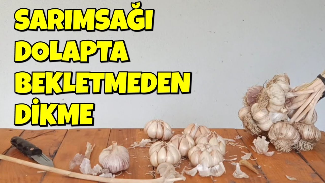 Sarımsağı Dolapta Beklet Köklenmenin Farkını Gör