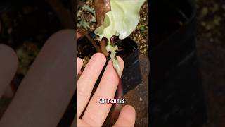 This Alocasia Has GREAT Genetics! @TechplantChannel