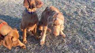 5 different coats of Wirehaired Vizslas