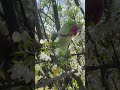 Amazing Cute Alexandrine parrot #shorts #youtubeshorts