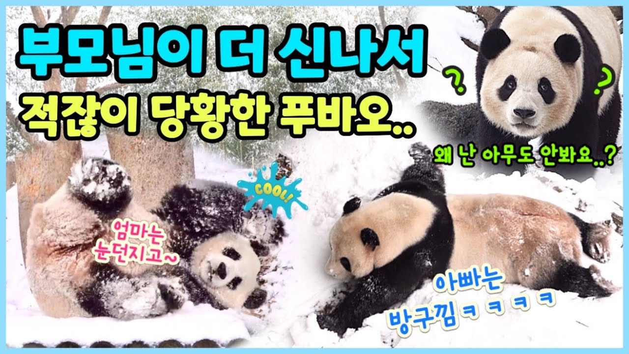 [ep.149] 치!! 푸바오는 여깄는데!! 이모삼톤들은 나 안봐주구!! 흥👶🏻/ 신나버린 엄마와 방구쟁이 아빠 때문에 처음으로 밀려난 푸바오😝😝/ 에버랜드 판다월드