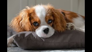 Most Chill, Easygoing Dog Breeds #dogfacts #dogbreeds