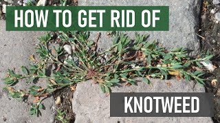 How To Get Rid Of Knotweed 4 Easy Steps