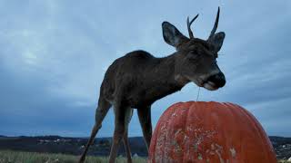 White-tailed Deer Eating Pumpkins | Nature ASMR