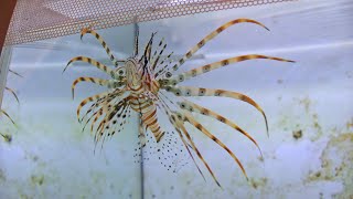 LIONFISH EATS BIG FISH