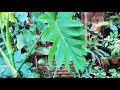Home Garden tour|tropical garden | வீட்டுத்தோட்டம் ஒரு பார்வை