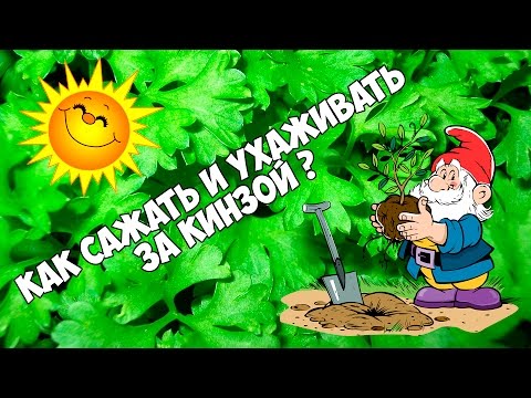 Video: Карри соусундагы балыктар кинза менен