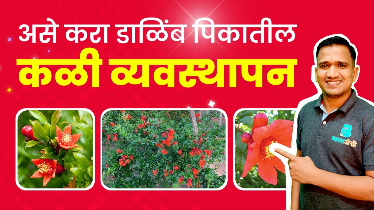 जाणून घ्या डाळिंब कळी निघण्यासाठी काय करावे ? | dalimb kali setting mahiti in marathi