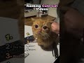 Ranking Cute Cat Videos😸  #cat #cute #shorts #viral
