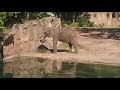 Kilimanjaro Safaris @ Disney&#39;s Animal Kingdom - Walt Disney World