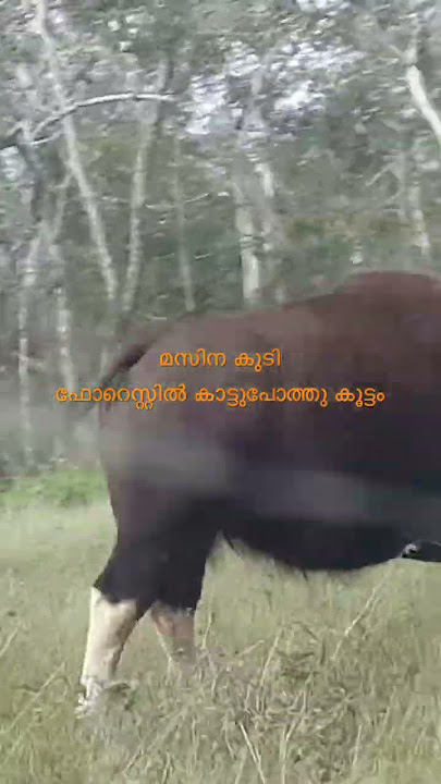 masanakudi ootty toure