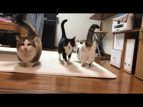 「おやつ」と「秀吉」を間違えない猫