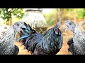 Black Hen l Kadaknath Poultry l