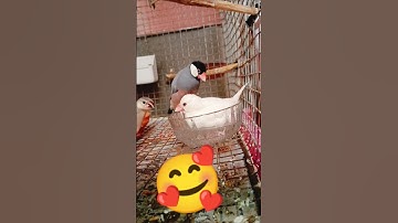 java bird bathing #trending #shorts #video