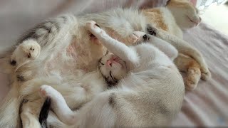 I wake up in the morning and find my cats like this 🤣 || Nitin Nutun by Nitin Nutun 229 views 2 years ago 3 minutes, 15 seconds