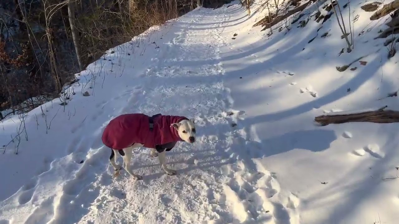Walking through Wissahickon Valley Park after a snowy day. ASMR walking on a snow 