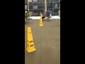 Diabetic Alert Service Dog training Diabetic Alert Service Dog training