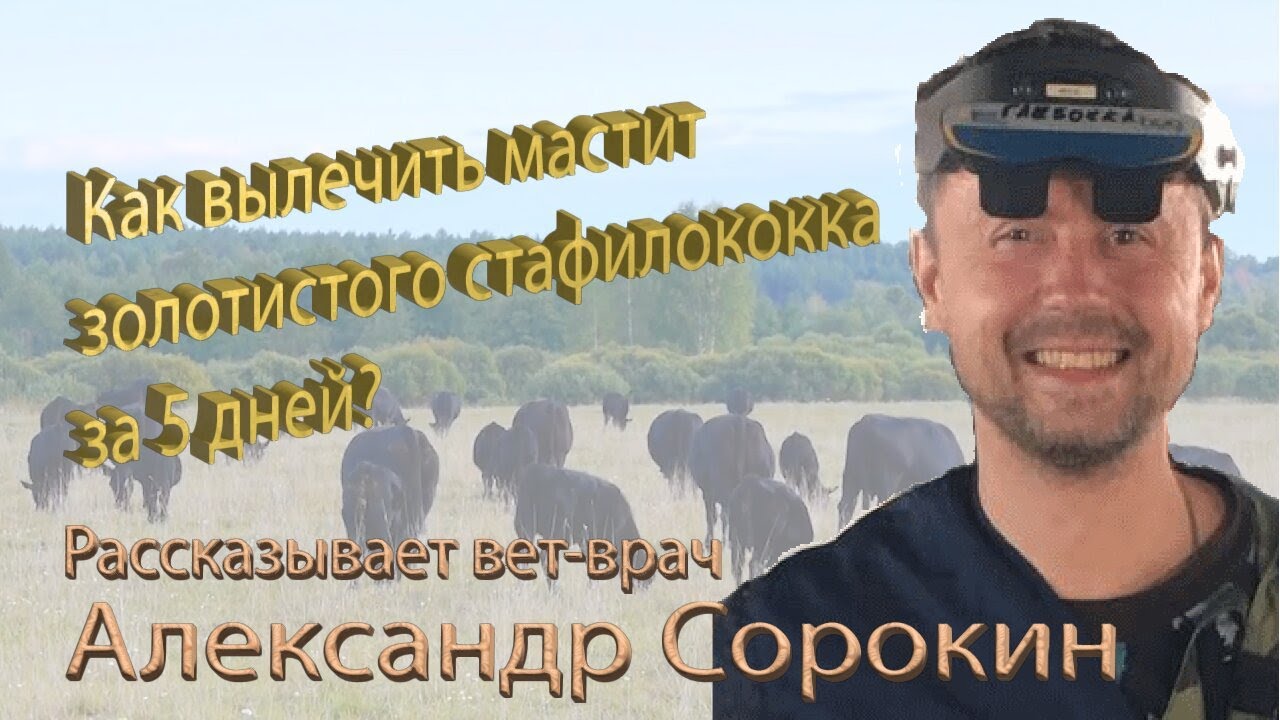 Эффективное лечение мастита КРС от золотистого стафилококка с Тканолин