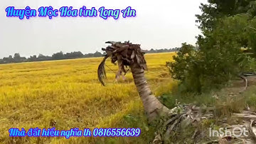 cần bán DT 2 công 5 đất thuộc huyện Mộc Hóa tỉnh Long An lh em 0816556639