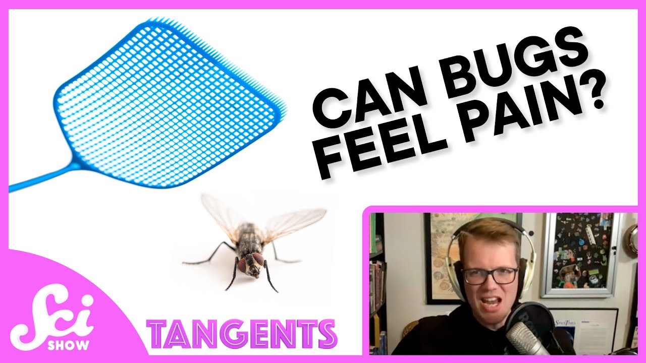 Pain | SciShow Tangents Podcast