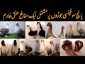 Visited at Mirza Saqib Fancy pigeon Setup/Farm in Multan Pakistan Lahore  Jacobin Cropper Frillback
