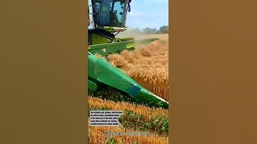 Efficient Wheat Harvest Using CLAAS Lexion Combine #agritech