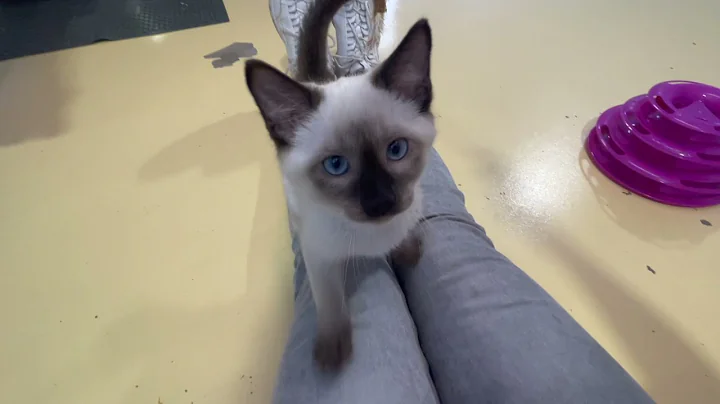 Watch the video about Lil Zeus 13 Weeks #Tonkinese #Kitten #Cute