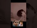 Ohio mother who left toddler  alone for 10 days sentenced in her murder
