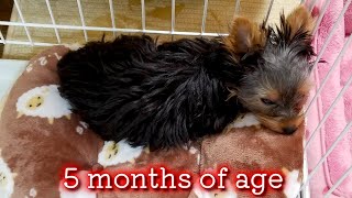 【Yorkshire Terrier Lan】5 months old, photos and videos of Lan (^^)
