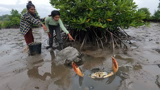 Lucky  I Found Giant Mud Crabs at Mangrove Trees near The Sea after Water Low Tide