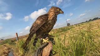 បងឃឿន បងឃឿន