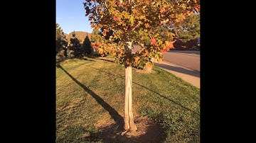 Gardening Power to the People: Wrapping Your Trees for Winter Protection