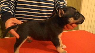 Emeritabull Bambalina Tri - Female