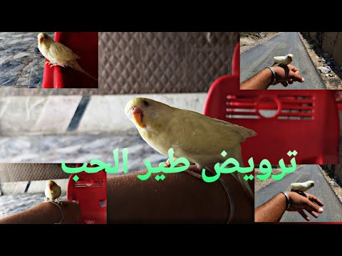 اشلون تروض طير الحب او تسوي اليف او ما ينهزم منك