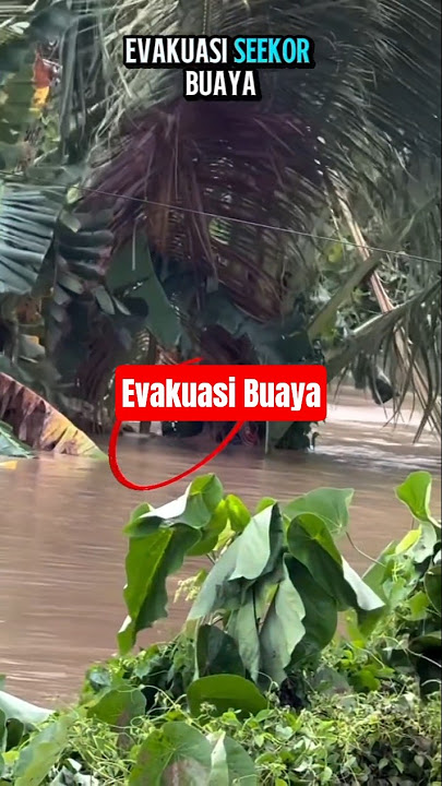 Evacuation of Crocodile Swept Away by Flood 🤣🤣🤣 #trendingshorts #viralshorts #fyp viral #fishing ...