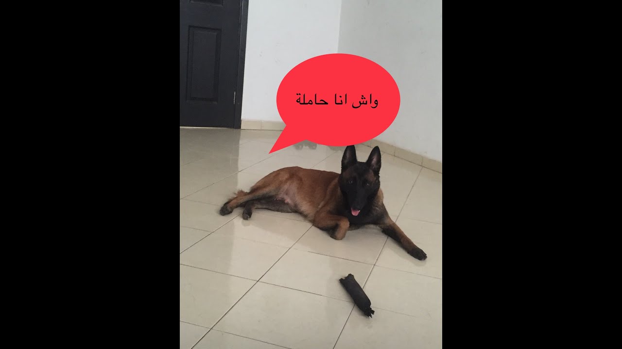 Malinois  : كيفاش تعرف الكلبة حاملة
