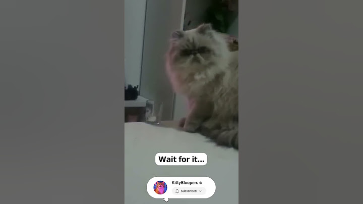 This cat just wanted to play! #cats #funny #cutecat #catshorts #catfails