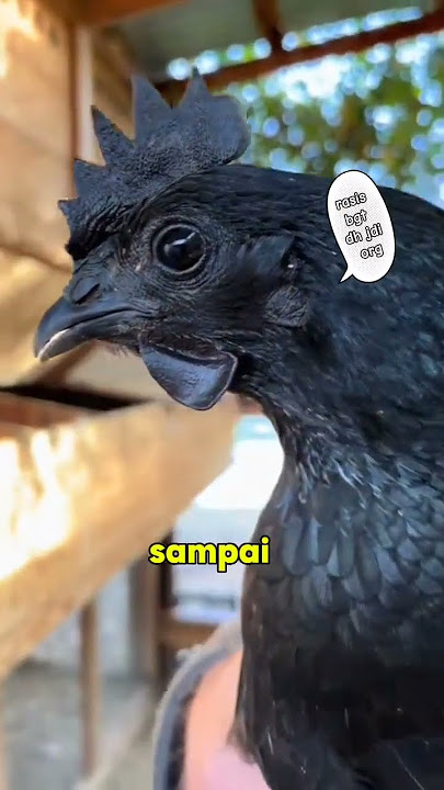 cemani chicken #viralvideo #shortvideo #cemanichicken