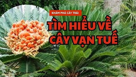 #review # tìm hiểu về cây vạn tuế