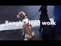 Can you train a beagle to walk nicely to heel and stop pulling on leash? Can you train a beagle to walk nicely to heel and stop pulling on leash?